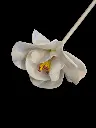 Fleur allongé.webp