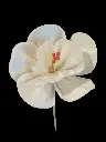 fleur vu de haut.webp